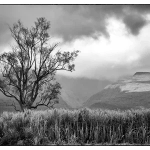 La photo. "Plein Est"