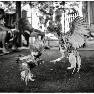 La photo. "Bataille coq"