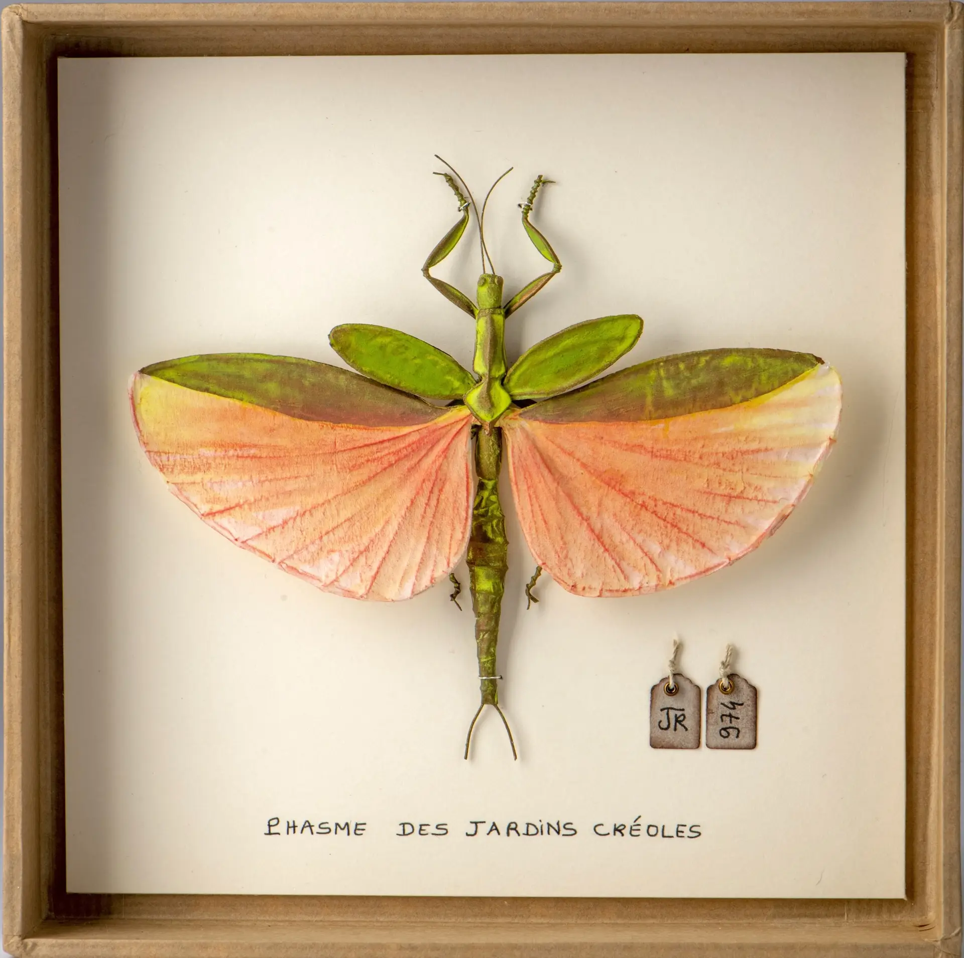 La boîte à insectes. "Phasme des jardins créoles"