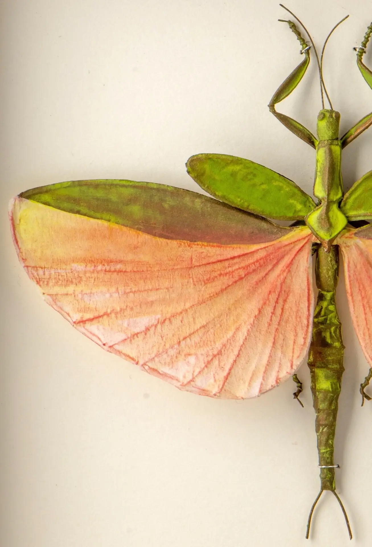 La boîte à insectes. "Phasme des jardins créoles" – Image 4