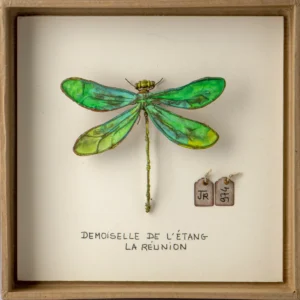 La boîte à insectes. "Demoiselle de l'étang"
