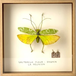 La boîte à insectes. "Sauterelle fleur - jasmin"