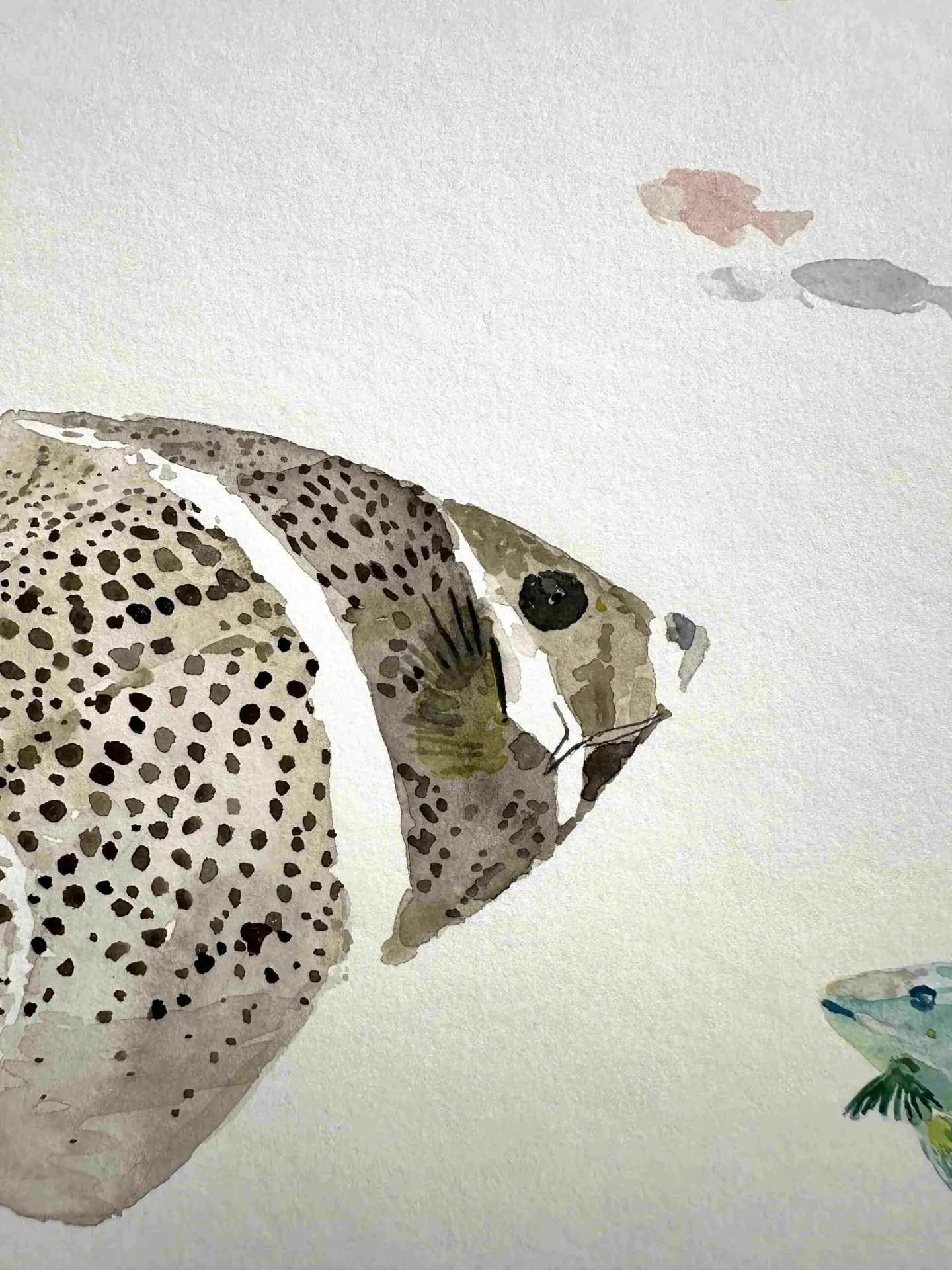 L'aquarelle. "Papangue et poissons" – Image 2