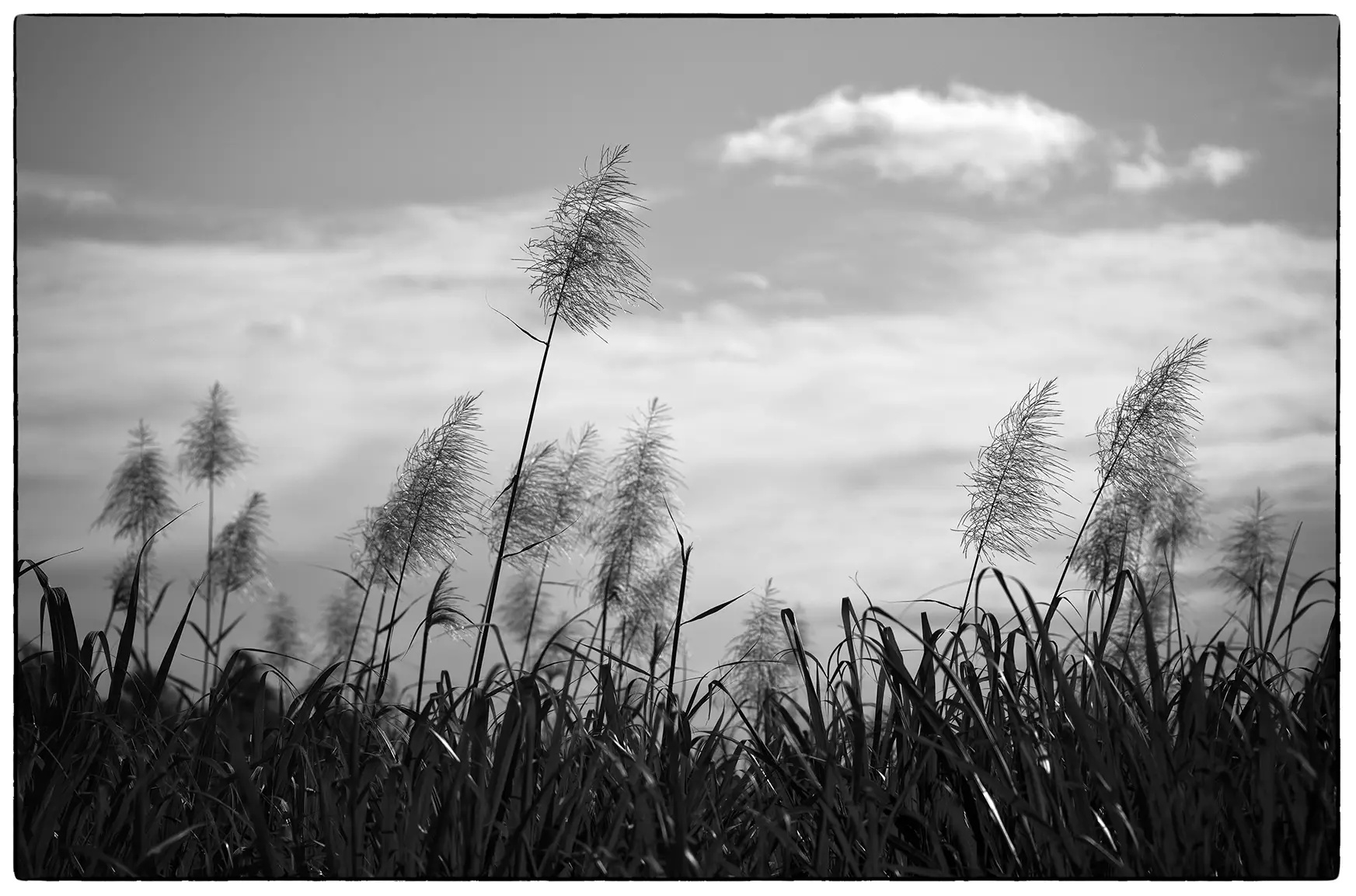 La photo. "Flèr kann".