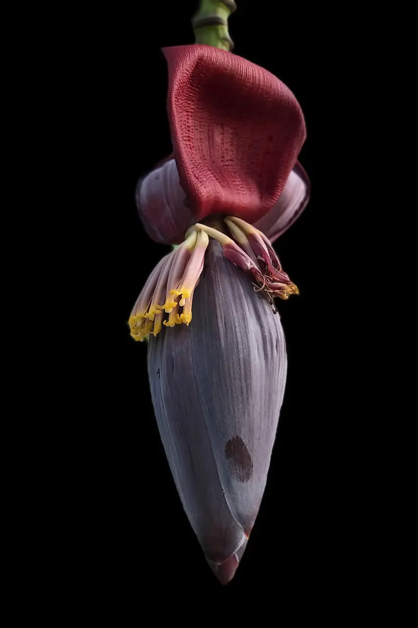 La porcelaine. Vase "Baba Fig" – Image 2